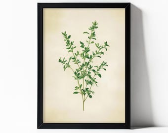 Op de afbeelding: Een vintage botanische illustratie van een takje tijm, gedrukt op een crèmekleurige achtergrond en ingelijst in zwart.