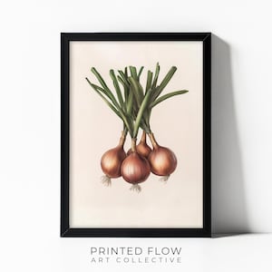 Onion Printable Wall Art – Modern Vegetable Kitchen Decor – Digital Download Illustration – Rustic Farmhouse Style Instant Print - IV09