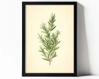 Rozemarijn Keuken Print – Botanische kruidenillustratie (digitale download)