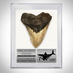 Huge 5-7&quot; Fossilized Megalodon Shark Tooth with Museum Display