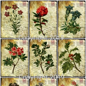 vintage Botanical Flowers on Ephemera Background Collage Sheet #4 Altered Art, ATC, Card Making, Gift Tags, Instant Download JPG et PDF