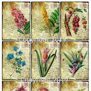 vintage Botanical Flowers on Ephemera Background Collage Sheet Altered Art, ATC, Card Making, Gift Tags, Instant Download JPG et PDF
