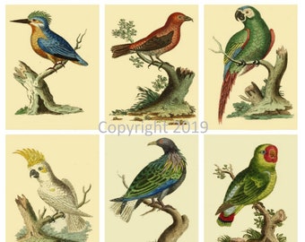 Antique Birds  Collage Sheets  Instant Digital Download for Decoupage, Altered Art, Scrapbooking, Gift Tags , Card Making etc  JPG and PDF