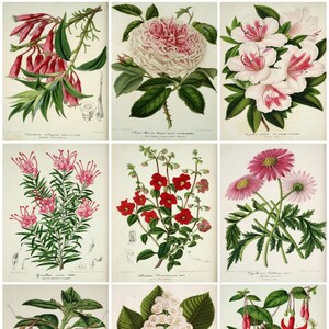 9 vintage Botanical Pink Flowers Ephemera Collage, Gift Tags, ATC, Altered Art, Card Making Scrapbook, Instant Digital Download JPG et PDF