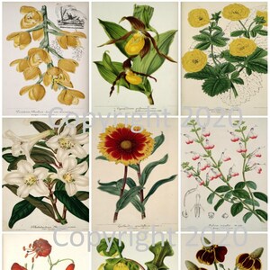 9 collage éphémère de fleurs jaunes botaniques vintage, étiquettes cadeaux, ATC, art modifié, scrapbooking de fabrication de cartes, téléchargement numérique instantané JPG PDF