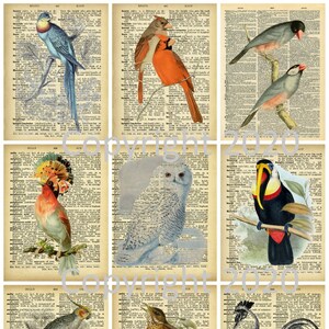 Printable Dictionary Pages Birds Collage 2, Journal Pages, Labels , Tags, Instant Digital Download, Cards, Scrapbook JPG and PDF