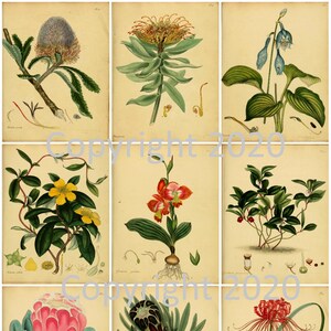 9 vintage Botanical Pink Flowers Ephemera Collage, Gift Tags, ATC, Altered Art, Card Making Scrapbook, Instant Digital Download JPG et PDF