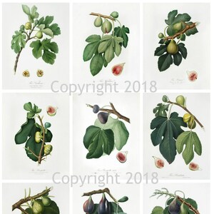 9 collection de collage de figues botaniques vintage, graphiques, art modifié, fabrication de cartes Scrapbooking, téléchargement numérique instantané JPG et PDF