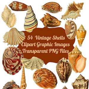 May include: A collection of 54 vintage seashell clipart graphic images in transparent PNG files. The shells vary in shape, size, and color, with detailed illustrations in shades of brown, orange, cream, and white. Some shells have striped or spotted patterns.
