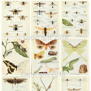 Printable Vintage Botanical Bees, Butterflies and Insects Collage Sheet, Instant Download,  Scrapbooking, Card Making, JPG and PDF
