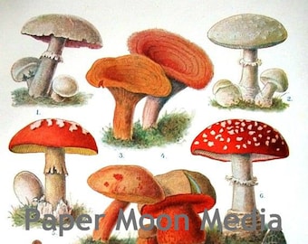 9 Vintage Botanical Mushrooms Collage Collection, Graphics, Altered Art, Jewelry, Scrapbooking, Instant Digital Download JPG Files