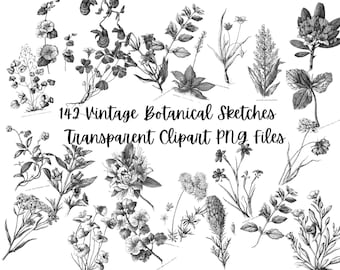 142 Vintage Botanische Skizze PNG Bündel, Schwarzweiße Blumen Clipart, Wildblumen Illustrationen | Druckbare Grafiken, digitaler Download