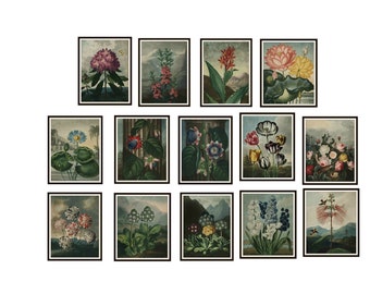 Set of 14 Vintage Art Print Flowers by Carolus Van Linnaeus  Wall Decor Instant Digital Download, Unframed,  PDF 8 x 10" Print and Frame