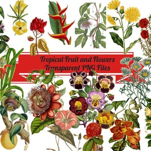 20 Tropical Fruit and Flowers Transparent Copyright Free Illustrations, Instant Digital Download, POD Images, PNG  Images, Clip Art Graphics