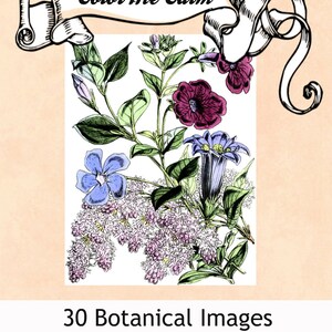 May include: A coloring book cover with a vintage illustration of flowers in shades of blue, purple, and pink. The title "Color Me Calm" is written in a decorative font on a banner at the top of the image. The text "30 Botanical Images Adult Coloring Book" is at the bottom of the image.