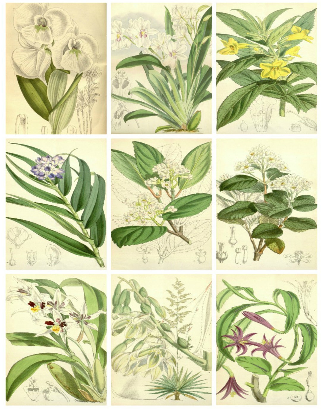 9 Vintage Botanical 