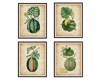 Set of 4 Art Prints "Melons and Gourds" Reproduction Botanical Prints, Wall Decor Instant  Download, Unframed, 8 x 10 and 11 x 14" PDF