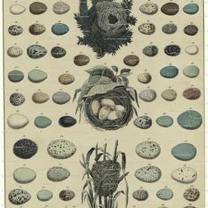 Collage hoja huevos y nidos de descarga Digital instantánea 102