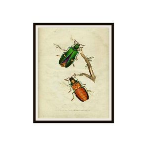 Printable Botanical Insects Beetles on Ephemera Art Print, Instant Download, Wall Art Print 8 x 10 and 11 x 14&quot; JPG and PDF