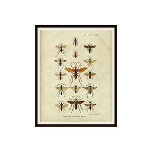 Printable Botanical Insects Beetles on Ephemera Art Print, Instant Download, Wall Art Print 8 x 10 and 11 x 14&quot; JPG and PDF
