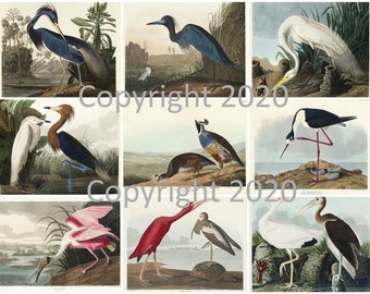 9 Vintage Audubon Birds Ephemera Collage, Gift Tags, ATC, Altered Art, Card Making Scrapbook, Instant Digital Download JPG and PDF