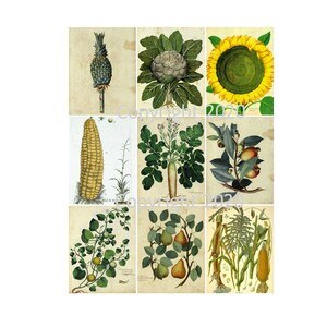 Vintage Botanical Plants  Illustrations #2  Digital Graphics Tags, Altered Art,  Scrapbook, Card Making Instant Download JPG + PDF