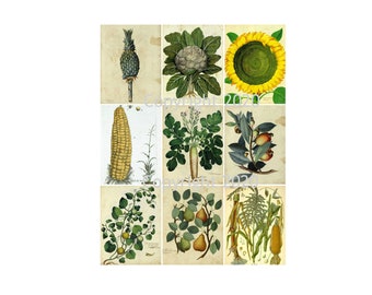 vintage Botanical Plants Illustrations #2 Digital Graphics Tags, Altered Art, Scrapbook, Card Making Téléchargement instantané JPG + PDF