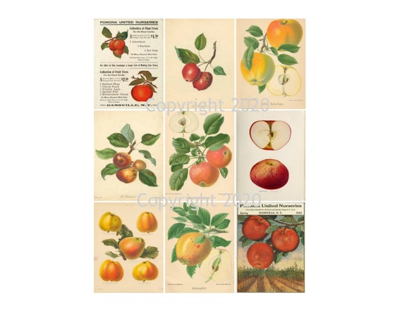 Vintage Fruit Botanical Illustrations 1 Digital Graphics | Etsy