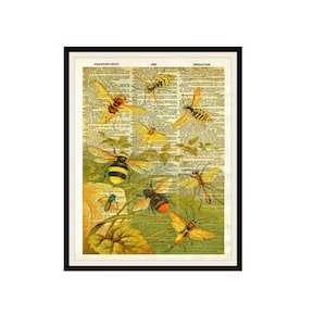 May include: A vintage dictionary page with illustrations of various insects, including bees, wasps, and flies. The insects are depicted in a realistic style with detailed markings and colors. The page is printed on aged paper with a yellowed hue.