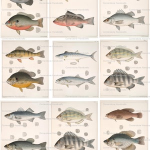 Collageark John Edwards Holbrook VINTAGE Fisktallrikar Direkt Digital Nedladdning