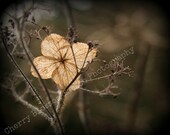 single hydrangea flower, browns and cream, end of summer, skeleton petal, bare branches, - fine art digital photographic print