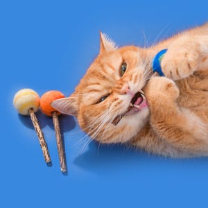 May include: A ginger cat playing with a blue and white toy on a blue background. There are three wooden cat toys with colorful balls on the left side of the image. The text "bum" and "BUMBUM" is at the top of the image.