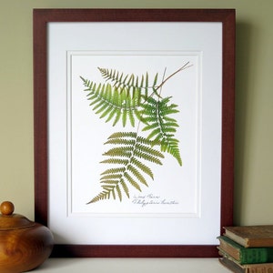 Pressed fern print, 11x14 double matted, Wood ferns, botanical ferns, herbarium specimen, wall decor no. 0010