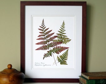 Pressed fern print, 11x14 double matted, Autumn Fern botanical art, wall decor gift, wall art no. 0101