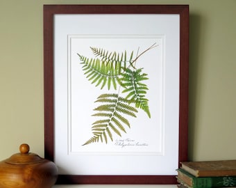 Pressed fern print, 11x14 double matted, Wood ferns, botanical ferns, herbarium specimen, wall decor no. 0010