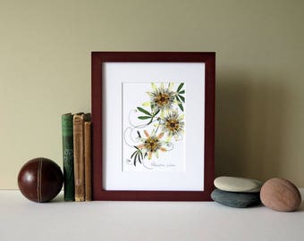 Pressed flower art print, 8" x 10" matted, Passion flower, Passion Vine, botanical art print, no.045