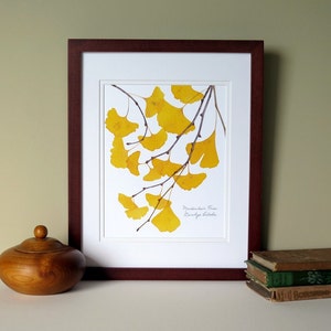 Pressed Ginkgo leaves print, 11x14 double matted, Ginkgo tree leaves, golden, yellow, wall decor art no. 0099 image 5