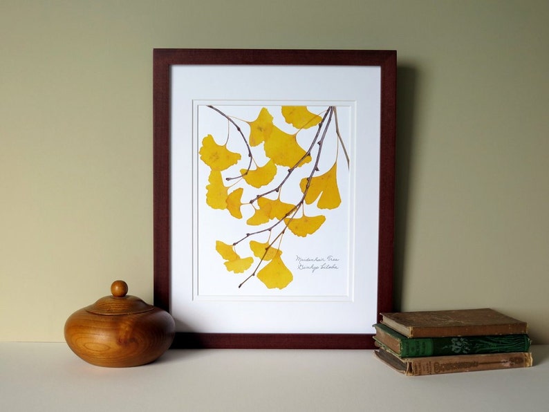 Pressed Ginkgo leaves print, 11x14 double matted, Ginkgo tree leaves, golden, yellow, wall decor art no. 0099 zdjęcie 5