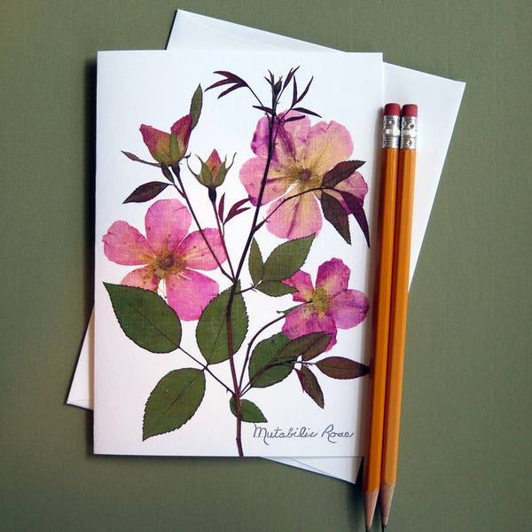 Mutabilis Rose, pressed flower, foral notecard, botanical rose, roses, card for gardener, greeting card, no.1196