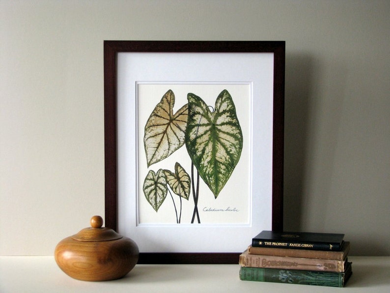Pressed leaf print, 11x14 double matted, Caladiums, pressed Caladium leaves, wall decor no. 0083 image 5