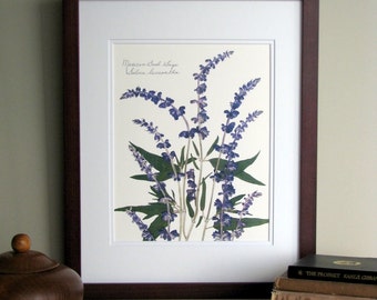 Pressed flower print, 11x14 double matted, Mexican Bush Sage, purple Salvia plant, wall decor no. 0046