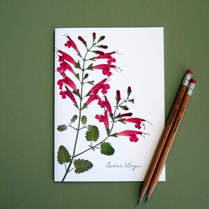 Cedar Sage wildflower, pressed flower card, Cedar tree, greeting card, no.1130