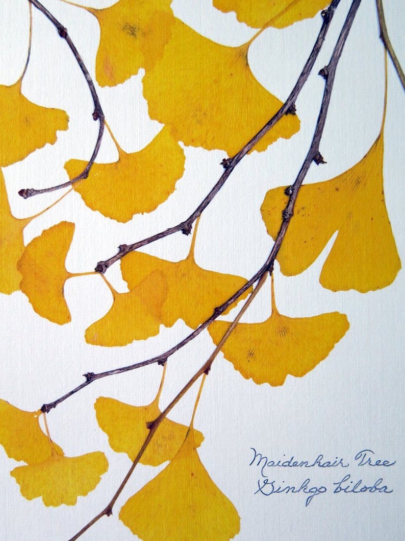 Pressed Ginkgo leaves print, 11x14 double matted, Ginkgo tree leaves, golden, yellow, wall decor art no. 0099 zdjęcie 3