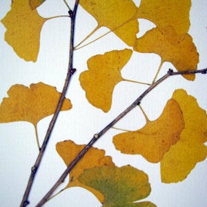 Pressed leaf print, 11x14 double matted, pressed Ginkgo leaves, tree branch, Ginkgo tree, wall art no. 0085 image 3