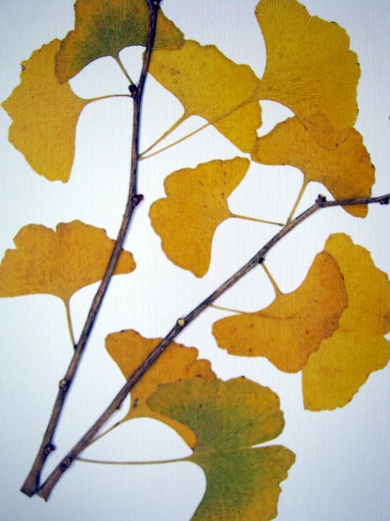 Pressed leaf print, 11x14 double matted, pressed Ginkgo leaves, tree branch, Ginkgo tree, wall art no. 0085 image 3