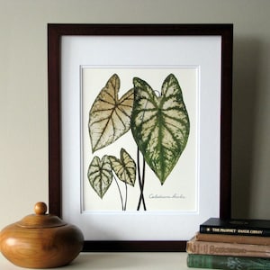 Pressed leaf print, 11x14 double matted, Caladiums, pressed Caladium leaves, wall decor no. 0083 image 1