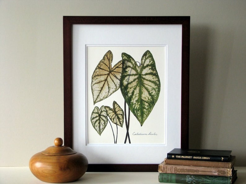 Pressed leaf print, 11x14 double matted, Caladiums, pressed Caladium leaves, wall decor no. 0083 image 1