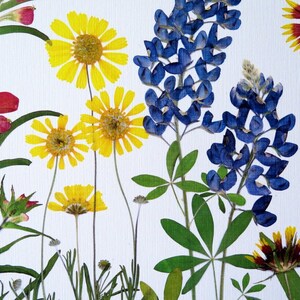 Pressed flower art print, 11x14 double matted, Texas wildflowers, Bluebonnet flowers and more, botanical wall art, gift for Texan, no. 0067 image 5