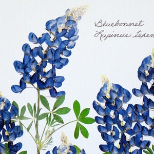 Pressed flowers print, 11x14 double matted, Texas Bluebonnets, Texas wildflowers, Texan gift, botanical art print, wall decor no. 0030 image 3