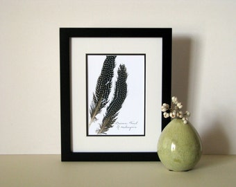 Feather art print, 8"x10" matted, Guinea Feathers, polka dot feathers, natural history Etsy feather art wall decor, no. 003